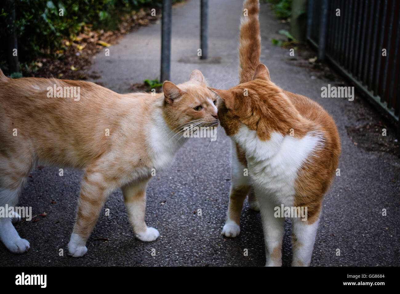 Two ginger cats greeting each other by smelling noses Stock Photo Alamy