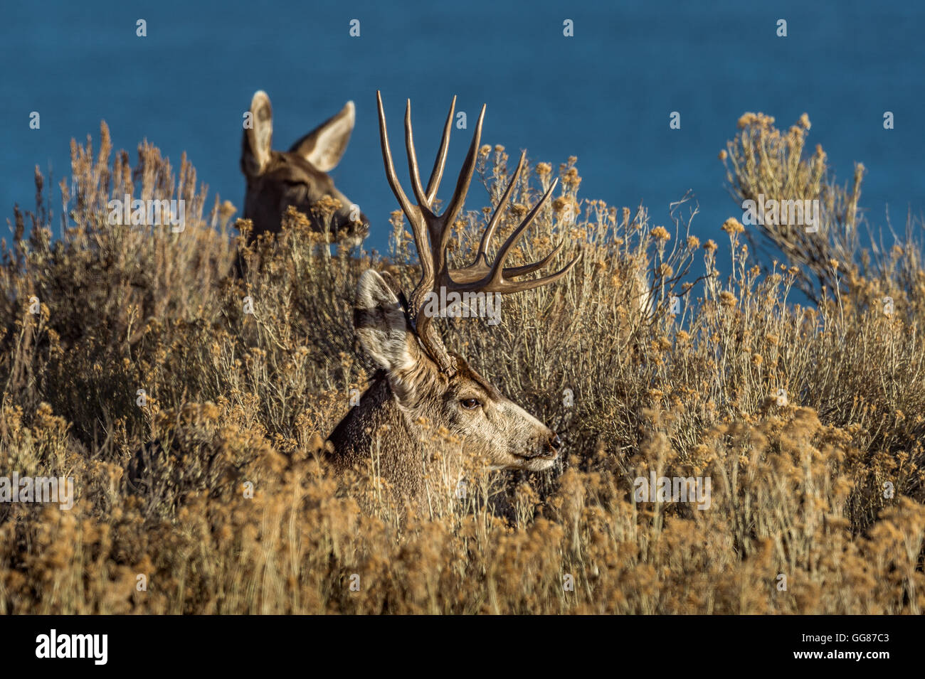 Mule Deer buck and doe laying in sage brush. Stock Photo