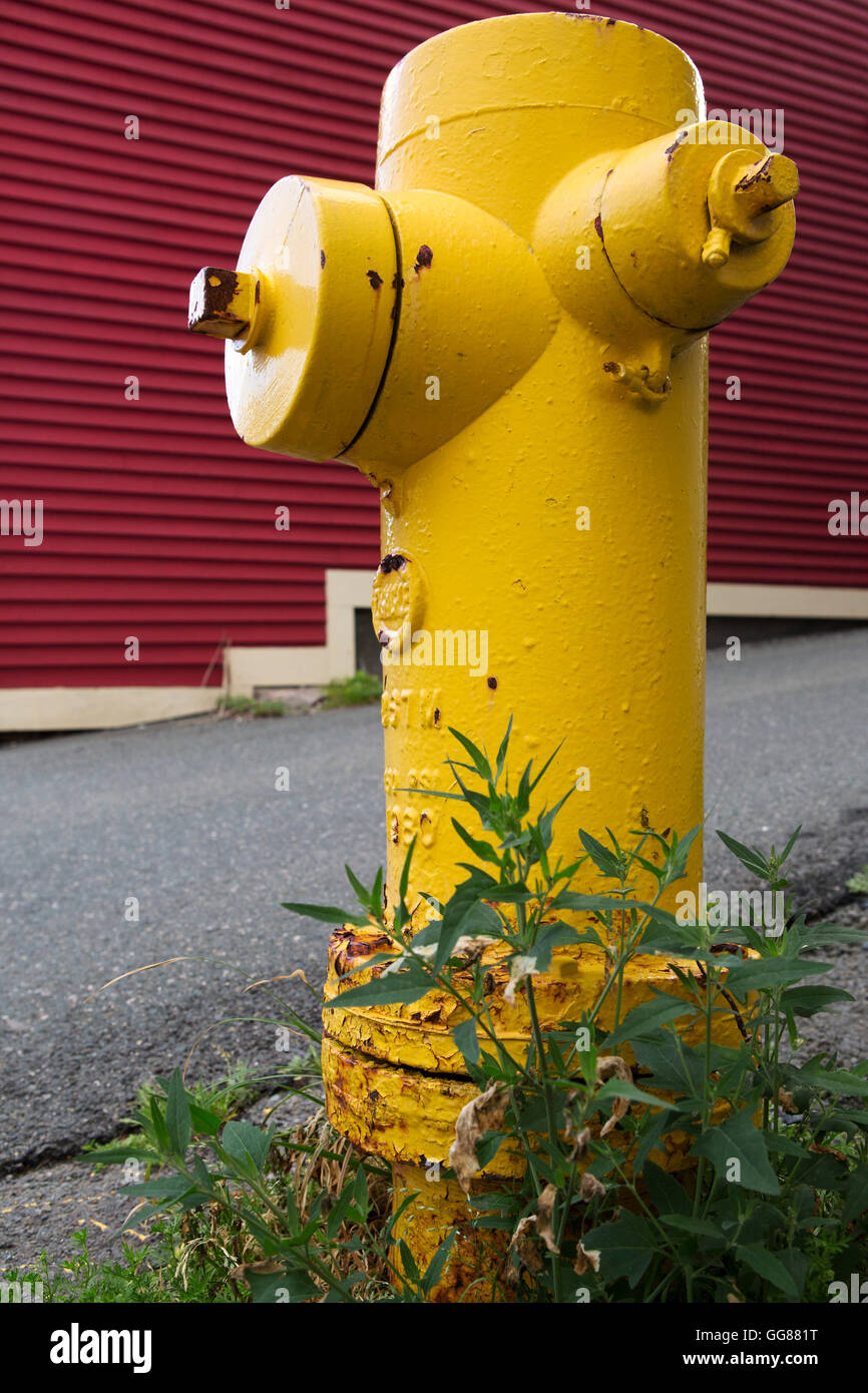 A fire hydrant on Gower Street in St John's, Newfoundland, Canada. The hydrant is painted yellow. Stock Photo