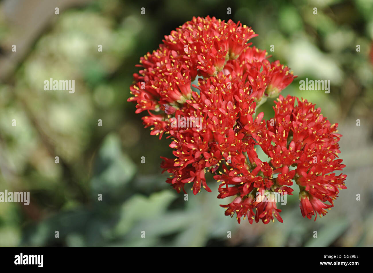 Red Flower Succulent High Resolution Stock Photography And Images Alamy
