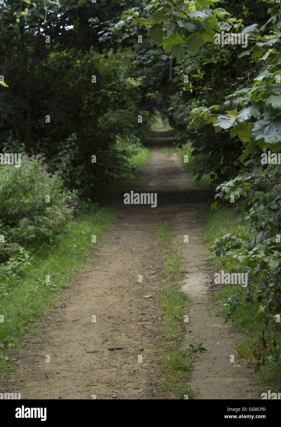 pathway in a forest Stock Photo