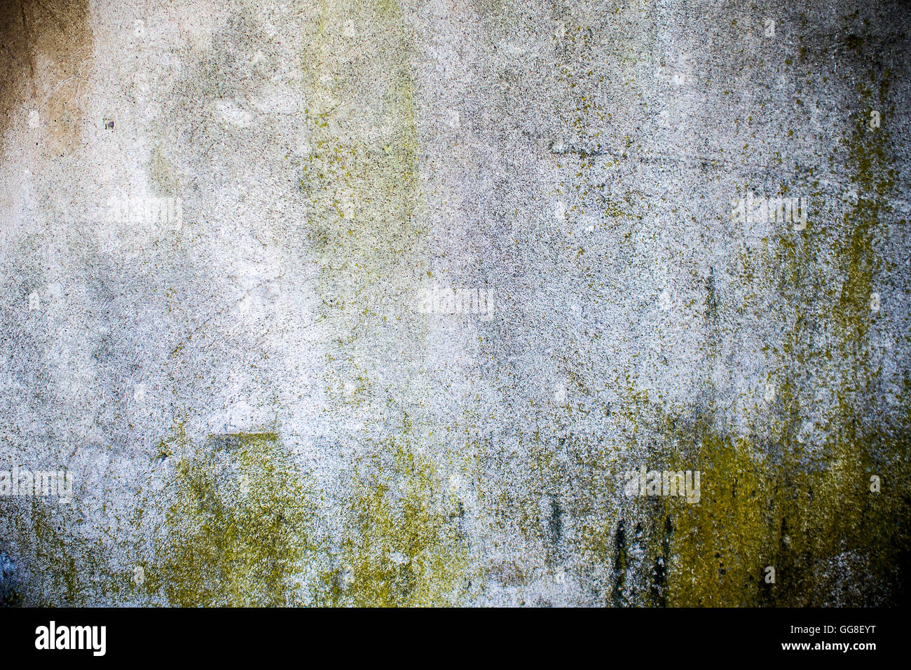 closeup of moisture and fungus on grey concrete wall with many