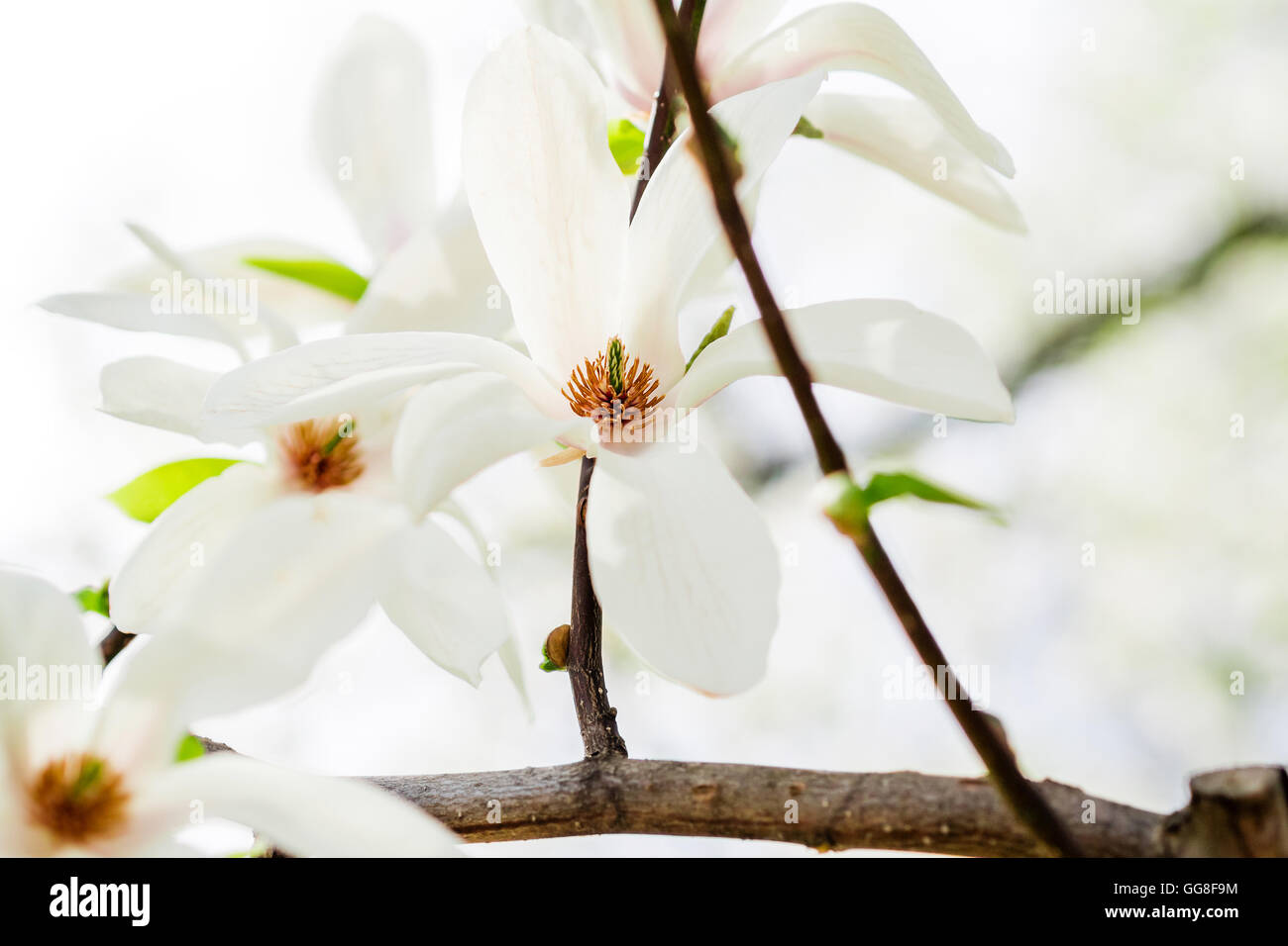 Semi Di Magnolia Stellata Giapponese (10 Semi Selezionati) Per Bonsai O Giardino