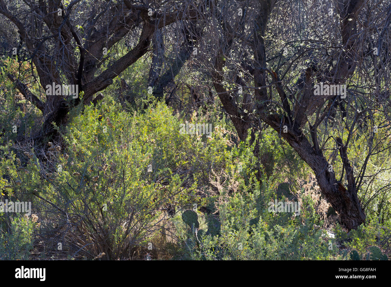 Mesquite trees growing above and covering ground brush along the ...
