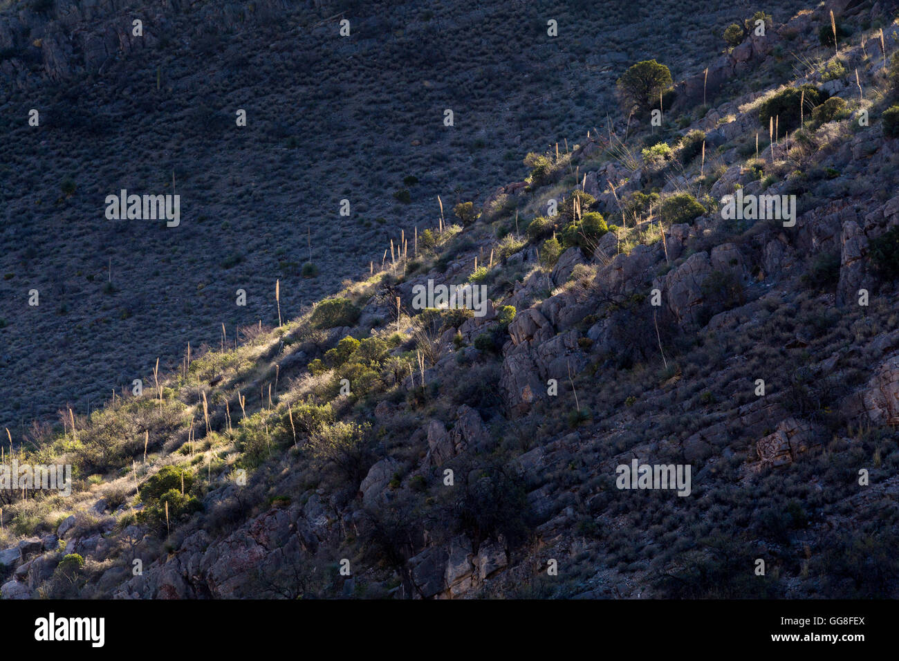 Backlit yucca stalks rising from the ground on a rocky outcropping. Colossal Cave Mountain Park, Arizona Stock Photo
