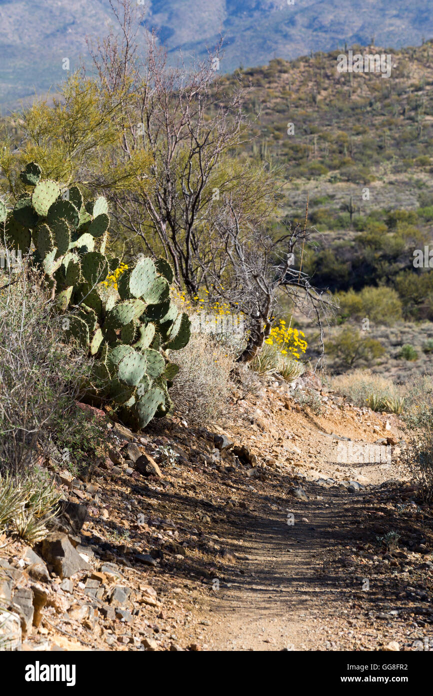 The Arizona Trail descending toward the Rincon Valley below Mica Mountain. Colossal Cave