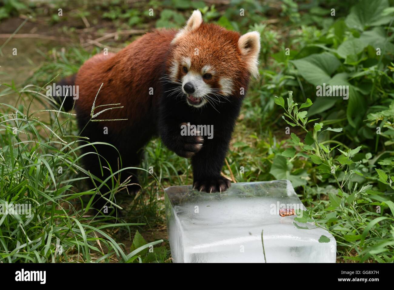 Beijing, China. 10th Aug, 2016. A red panda rests on an ice cube to relieve  summer heat at the zoo of Beijing, capital of China, Aug. 10, 2016. The zoo  took various