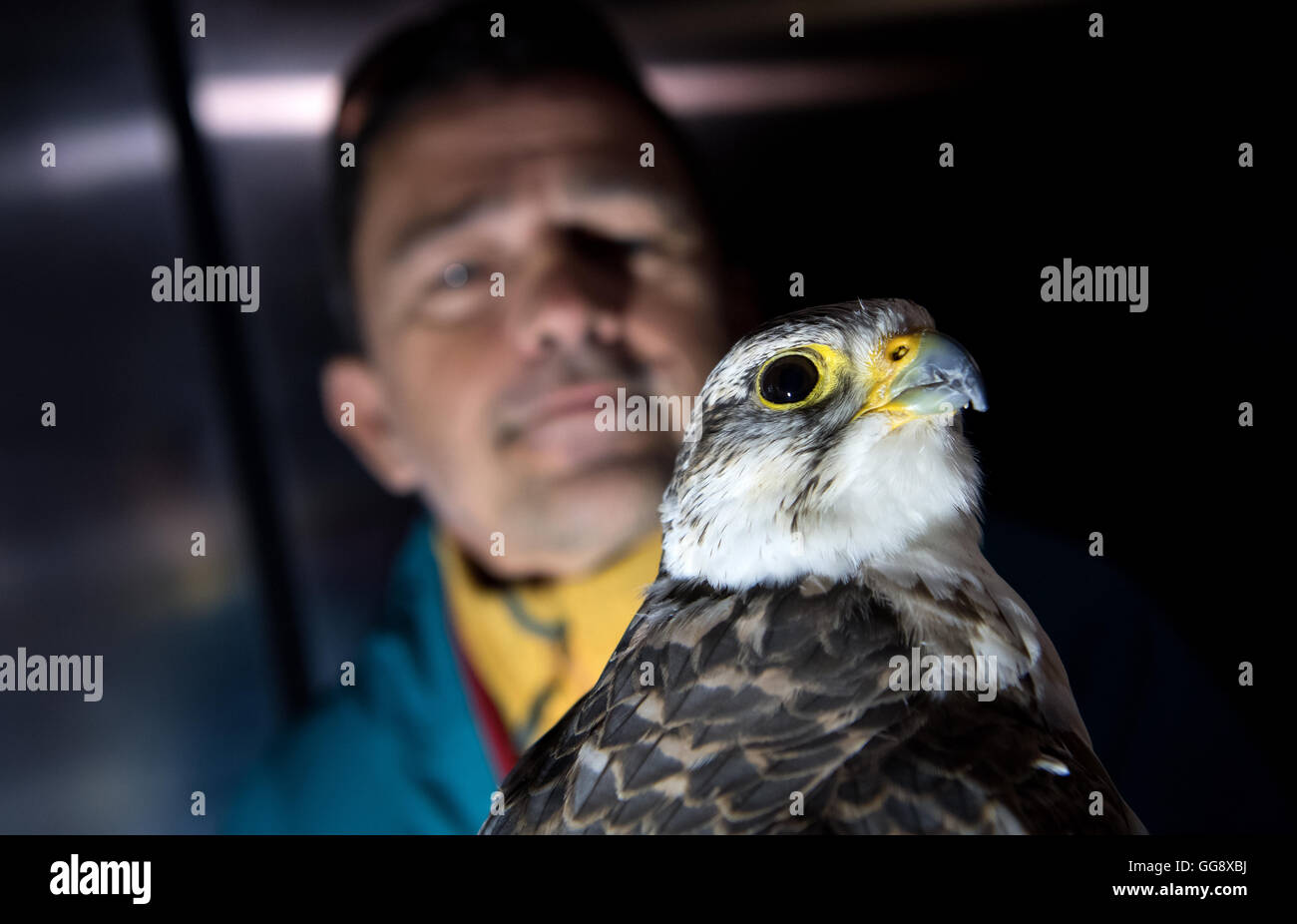 Munich, Germany. 10th Aug, 2016. Falcon keeper Helmut Achatz and his falcon in a wind tunnel at the Institute of Fluid Mechanics and Aerodynamics at the at the Bundeswehr University in Munich, Germany, 10 August 2016. The staff at the Institute hope to catch the flight to with high-speed cameras for the analysis of flight movements foundations for future aircraft. Photo: SVEN HOPPE/dpa/Alamy Live News Stock Photo