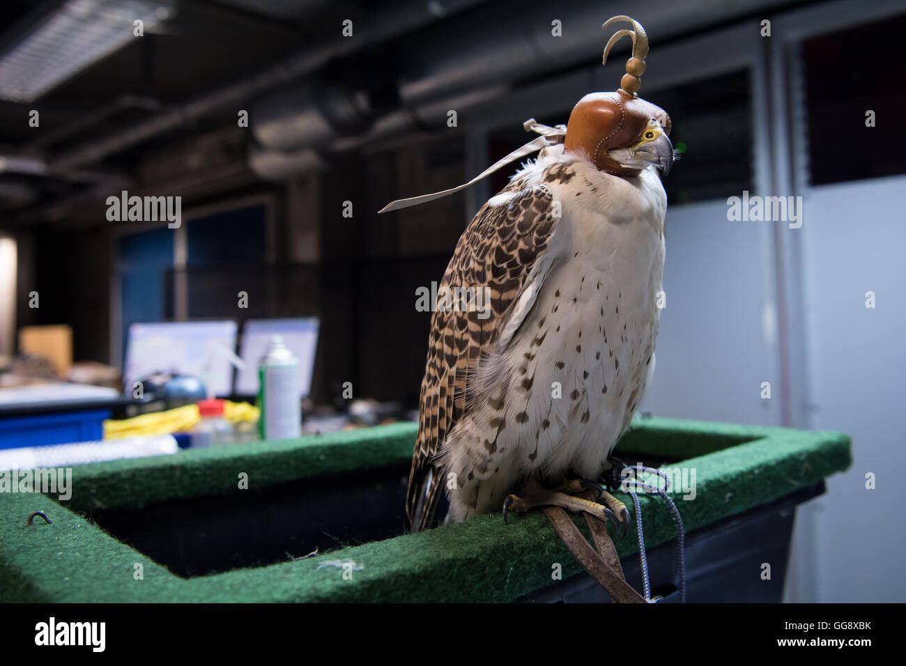 Munich, Germany. 10th Aug, 2016. Falcon Sheila waits to be put into operation at the Institute of Fluid Mechanics and Aerodynamics at the at the Bundeswehr University in Munich, Germany, 10 August 2016. The staff at the Institute hope to catch the flights of falcons with high-speed cameras for the analysis of flight movements foundations for future aircraft. Photo: SVEN HOPPE/dpa/Alamy Live News Stock Photo