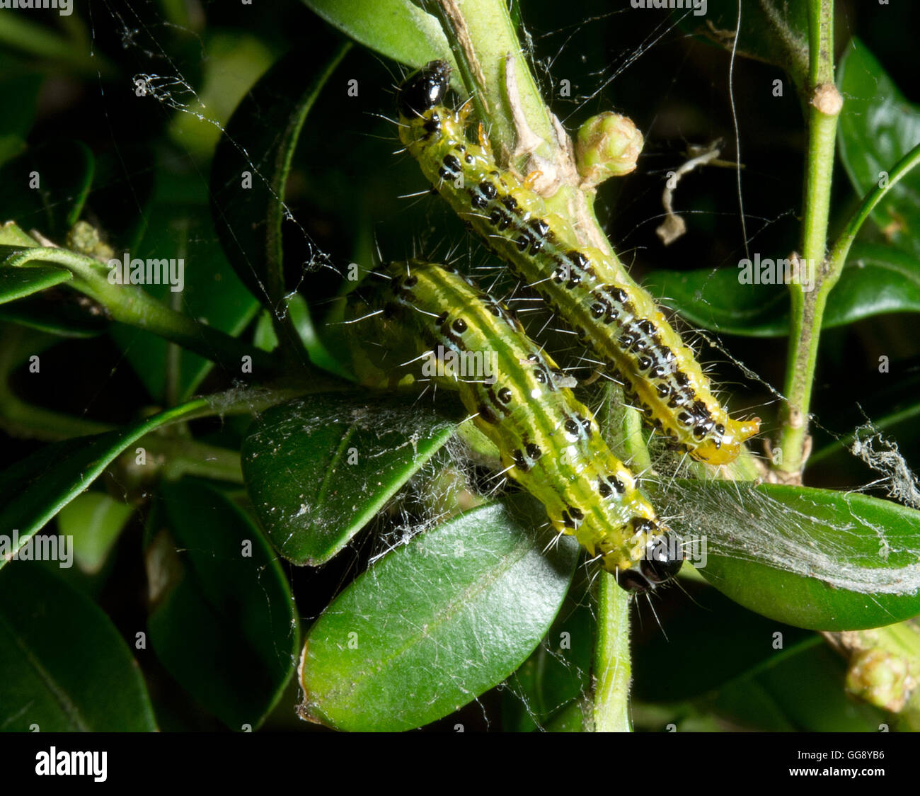 Box tree caterpillars hi-res stock photography and images - Alamy