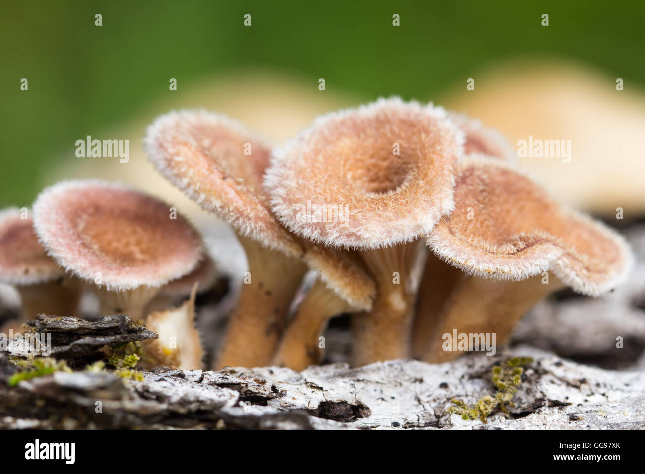 Cluster of young hairy mushroom fungi on fallen hardwood log. Likely Lentinus crinitus aka fringed Sawgill mushroom. Stock Photo