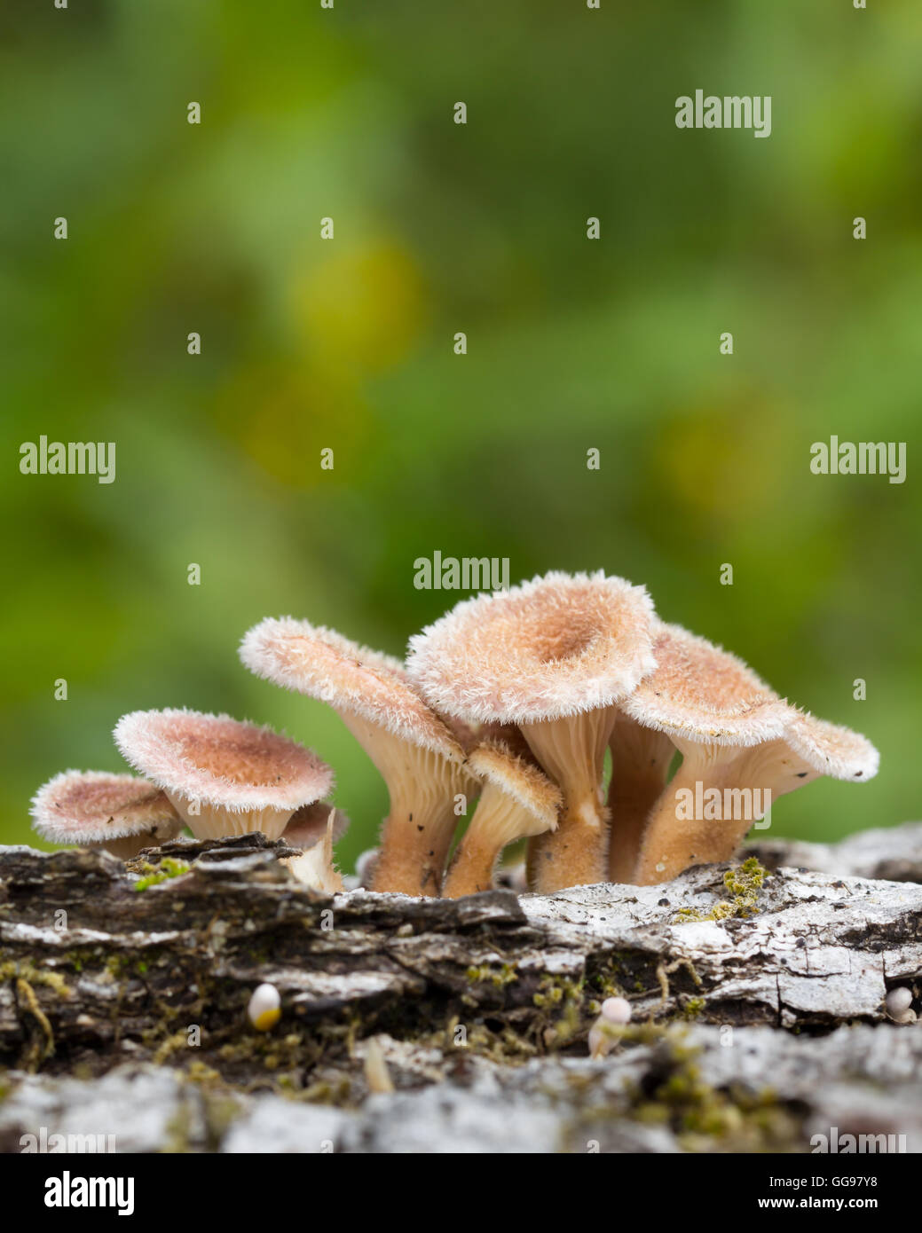 Cluster of young hairy mushroom fungi on fallen hardwood log. Possibly Lentinus crinitus aka fringed Sawgill mushroom. Stock Photo