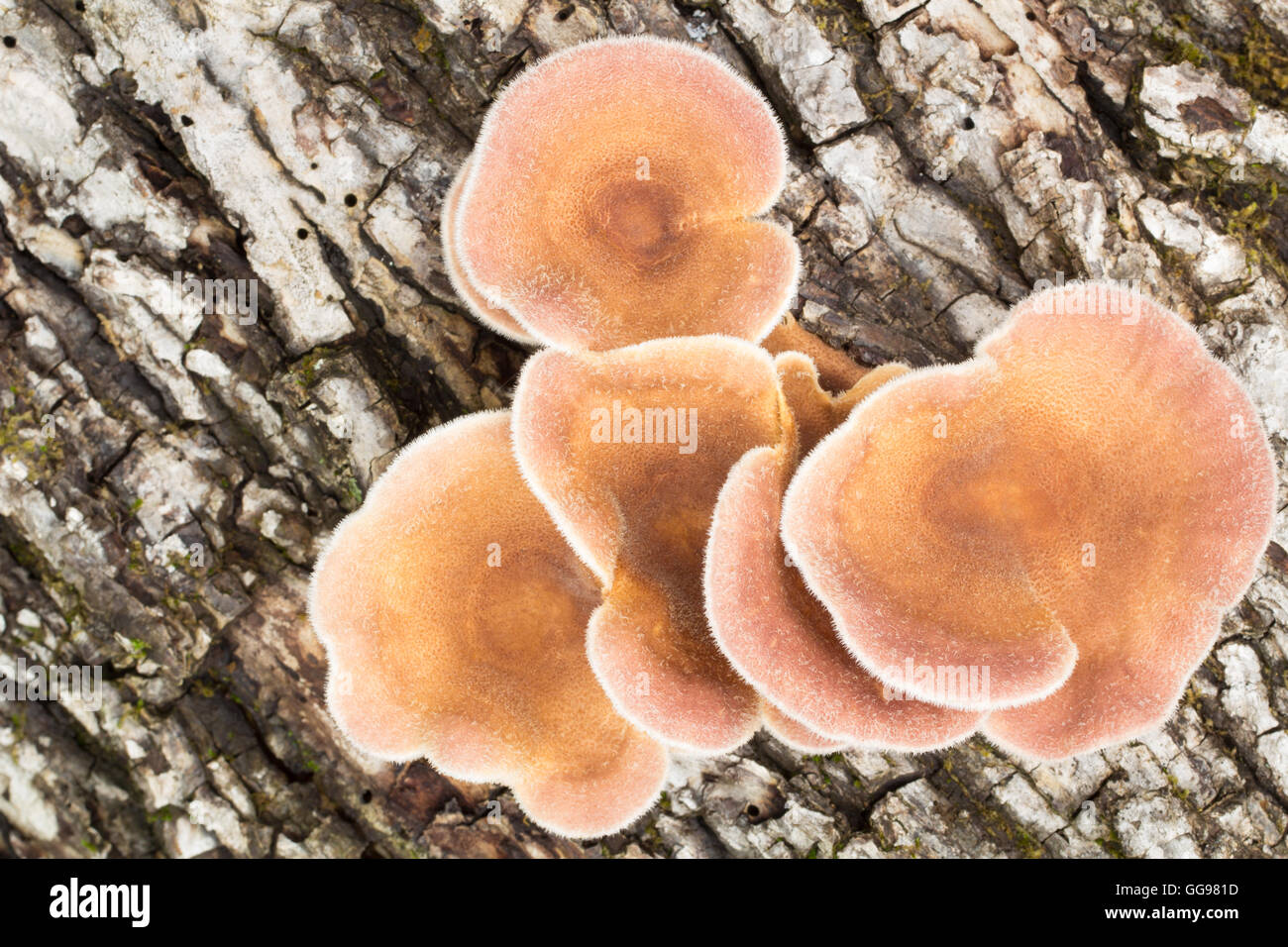 Overhead view of young mushrooms growing on fallen hardwood log. Possibly  Lentinus crinitis Stock Photo