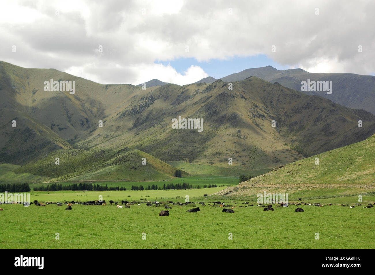 Livestock on green pastures Stock Photo
