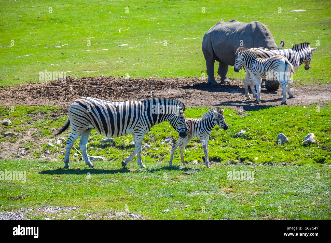 Quebec fauna hi-res stock photography and images - Alamy