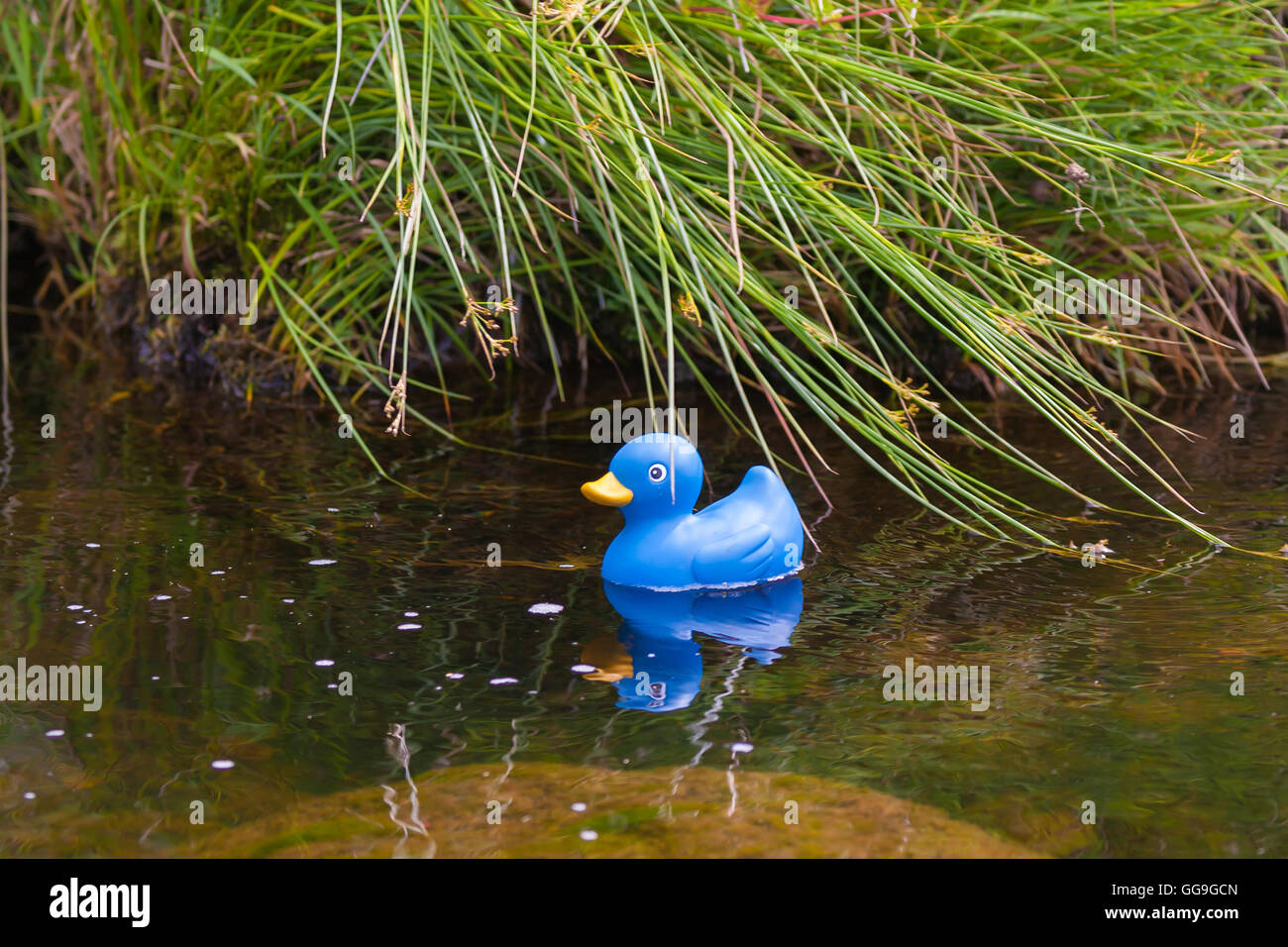 toy duck in pond Stock Photo Alamy
