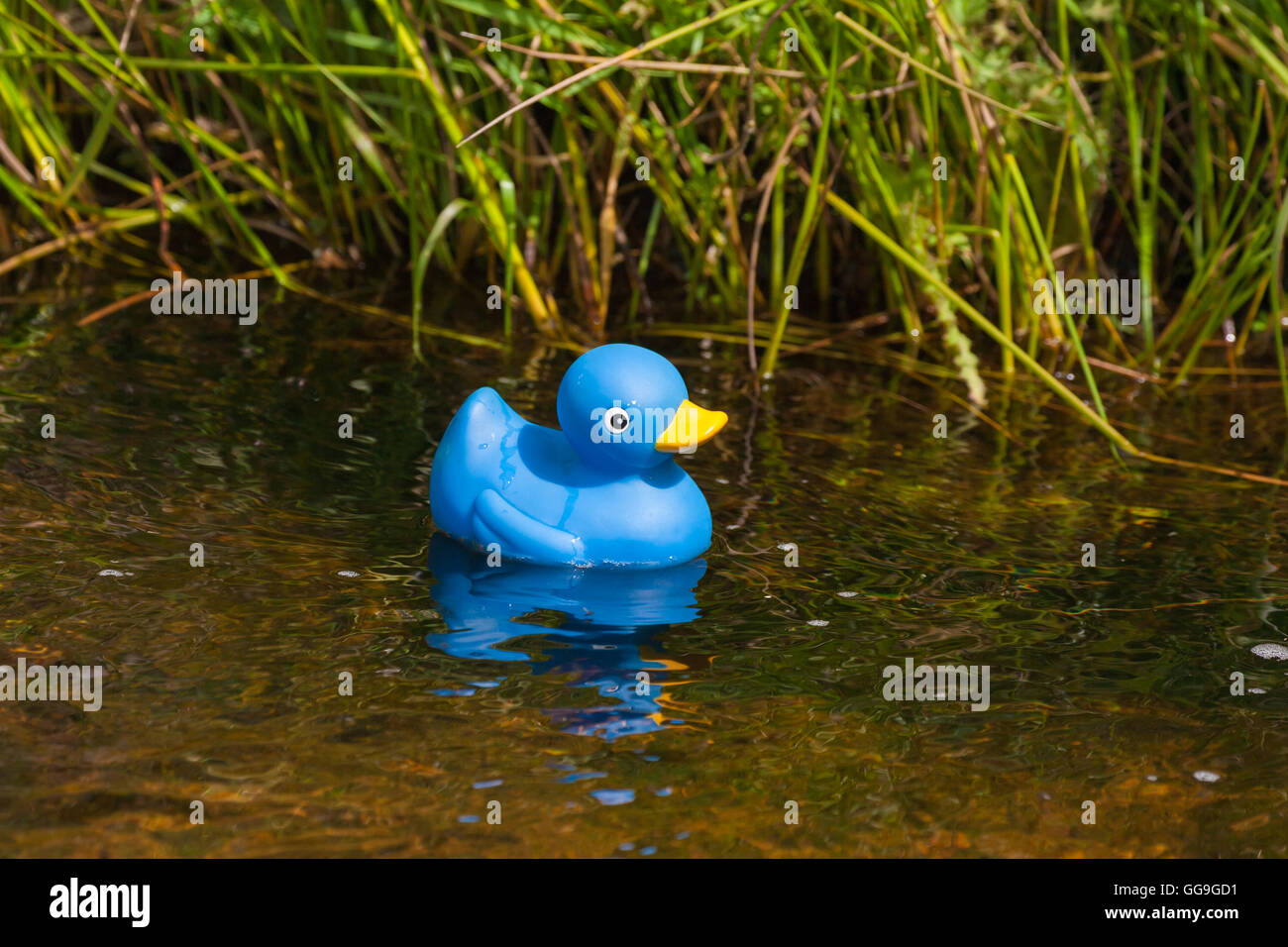toy duck in pond Stock Photo Alamy