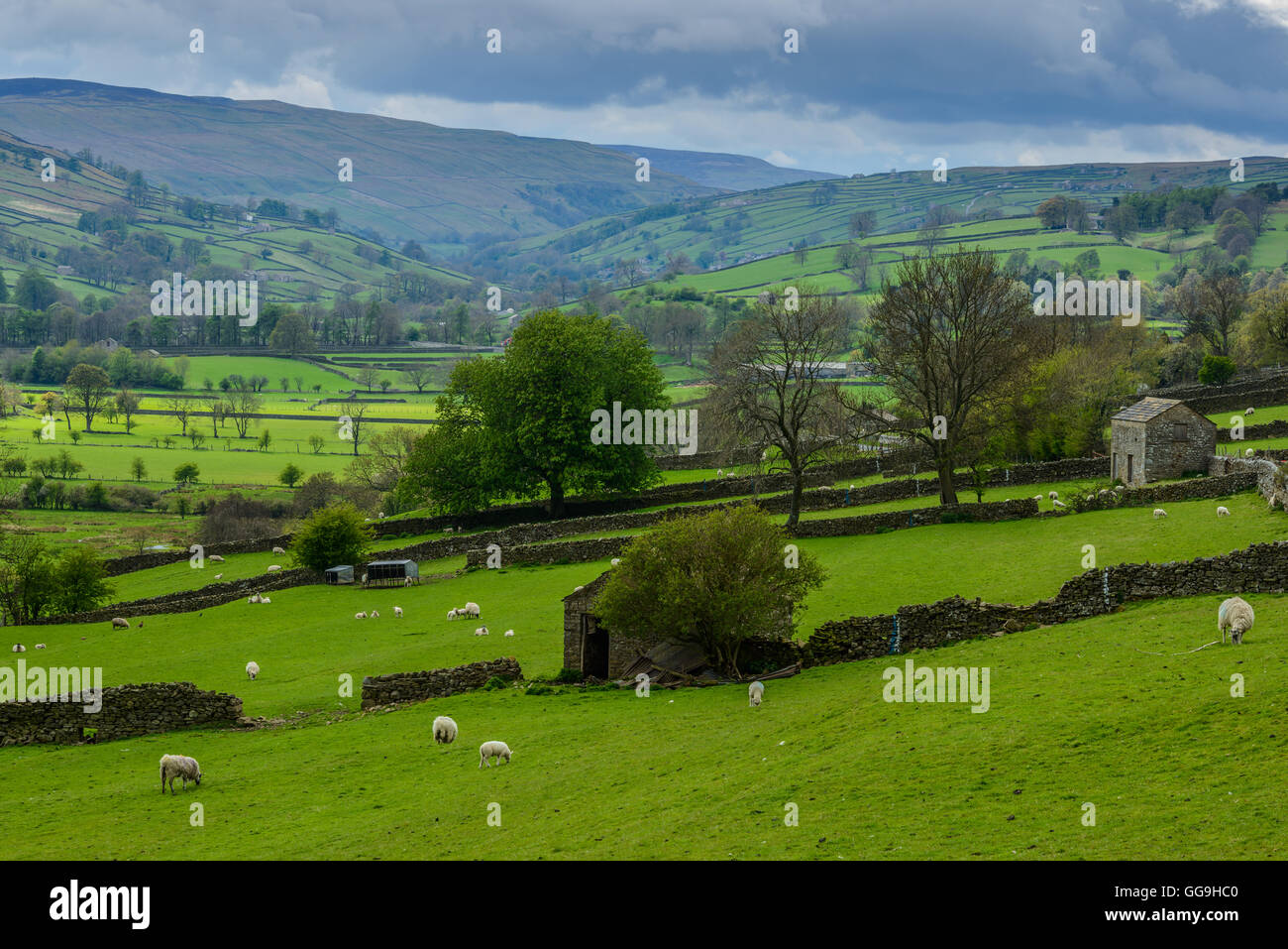 A view of rolling hills of Swaledale near the village of Low Row in the Yorkshire Dales, North Yorkshire, England. Stock Photo