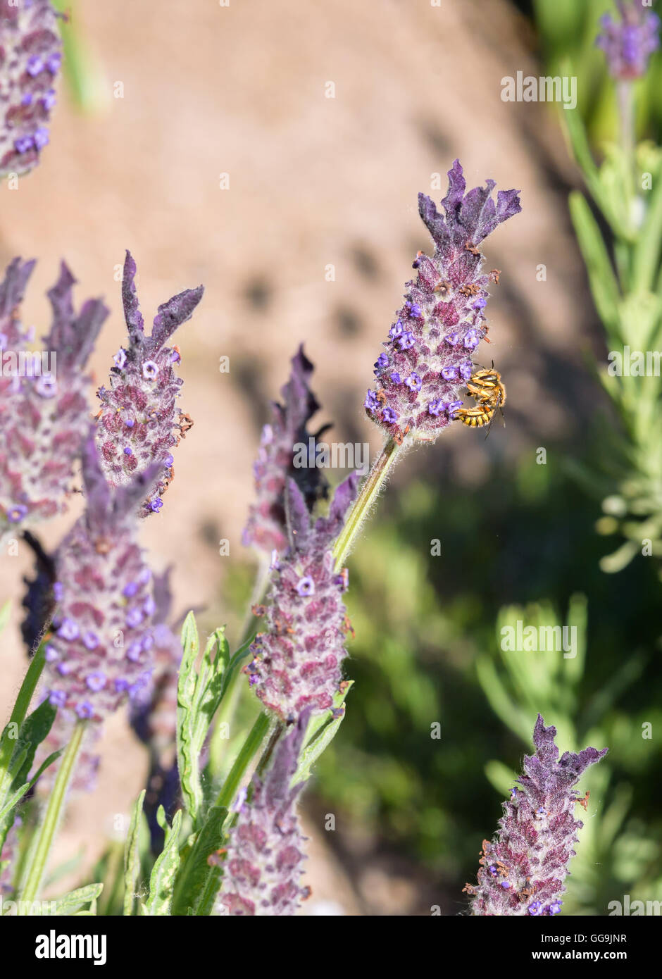 Wasp on a lavender flower, pollination Stock Photo Alamy
