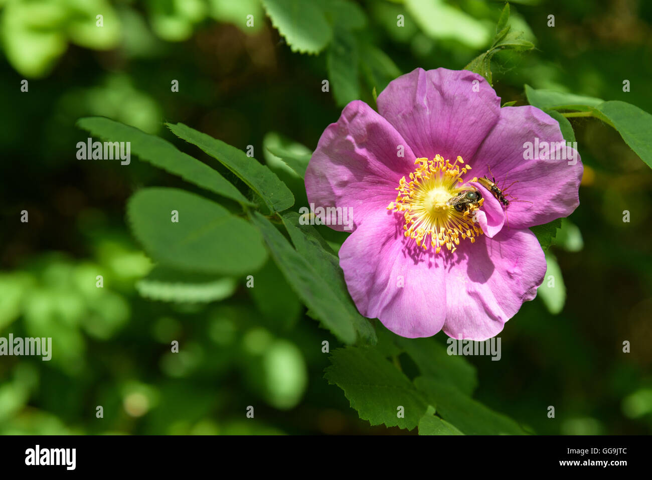 Bugs on a pink rosa rugosa, pollination Stock Photo