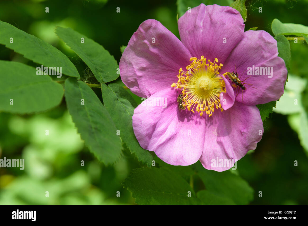 Bugs on a pink rosa rugosa, pollination Stock Photo
