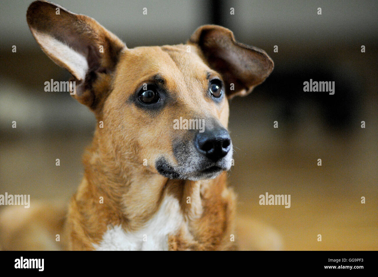 Portrait of a dog. Mixed breed Stock Photo