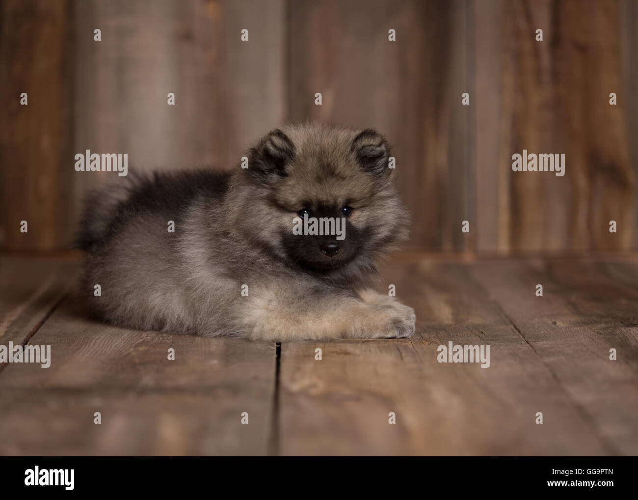 Keeshond Puppy High Resolution Stock Photography And Images Alamy