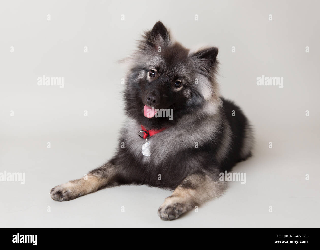 Black and silver keeshond lying down looking at camera panting in a studio setting Stock Photo