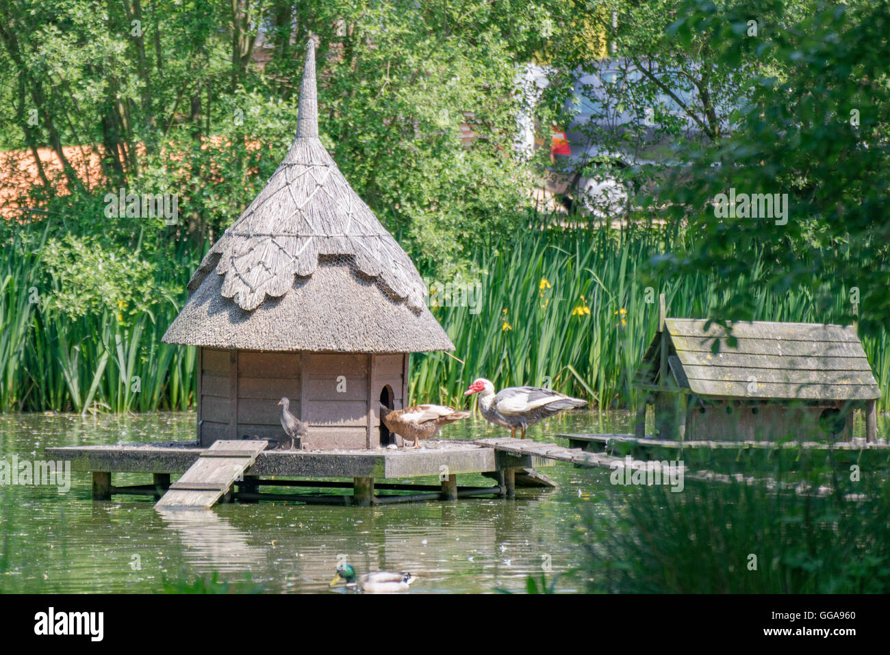 A duck island on a village duck pond Stock Photo Alamy