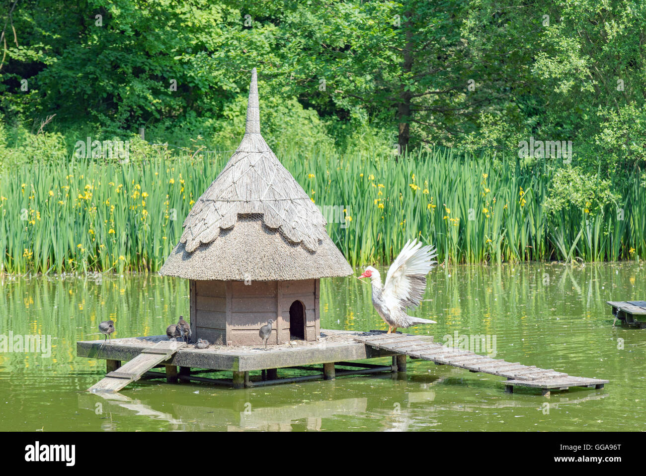 A duck island on a village duck pond Stock Photo Alamy
