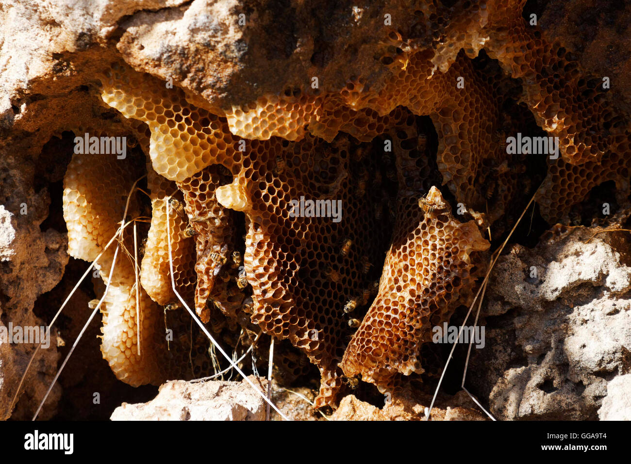 Wild Bee nest set into limestone rock formation, Dongara