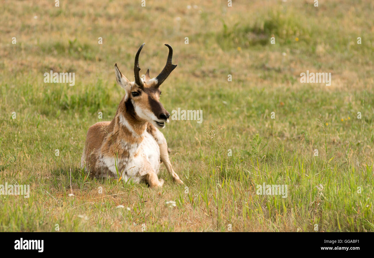 Adult Pronghorn Laying in Pasture Wild Animal Yellowstone Stock Photo