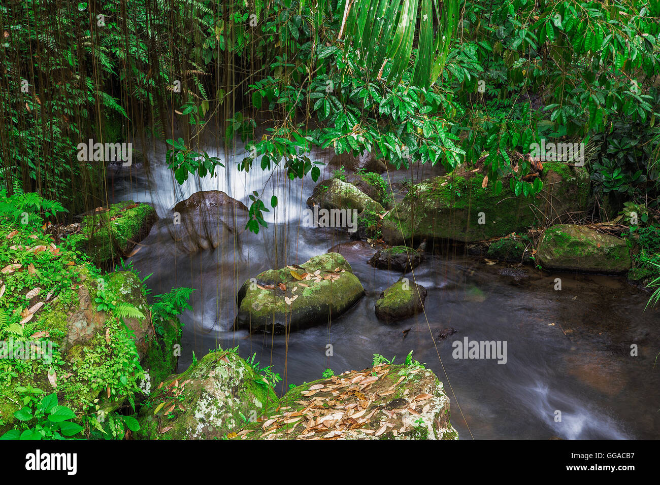 River throw rain forest Stock Photo
