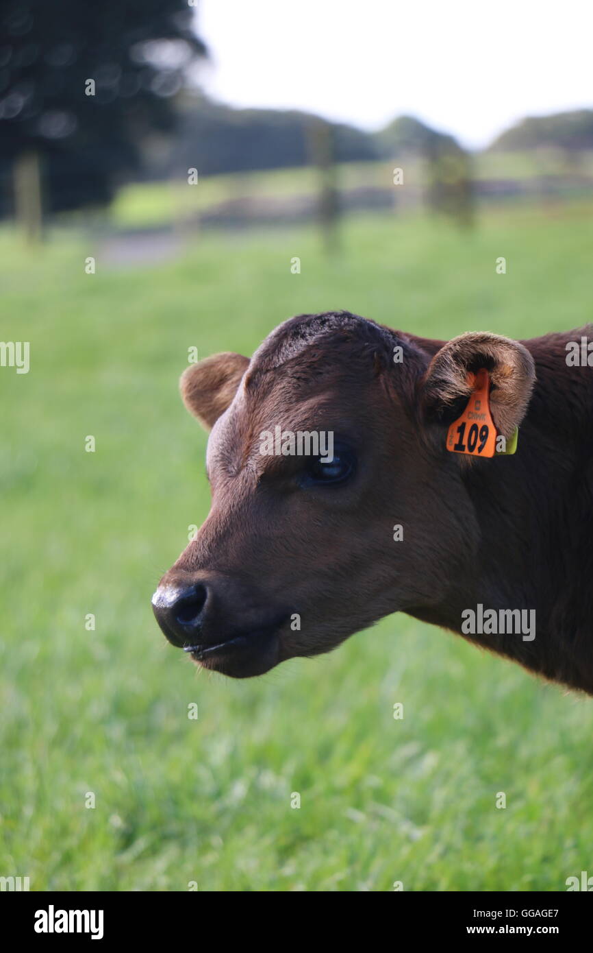 Nz farm winter hires stock photography and images Alamy