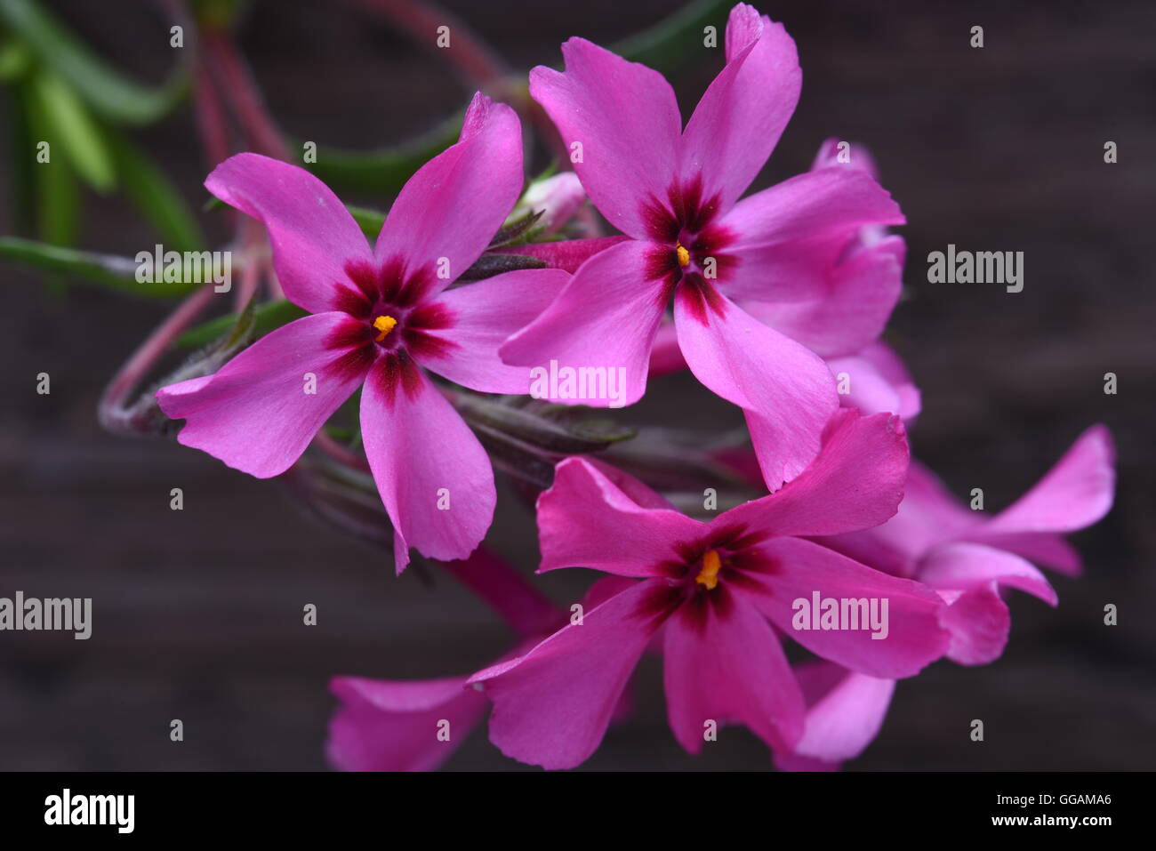 Creeping phlox subulata flowers Stock Photo