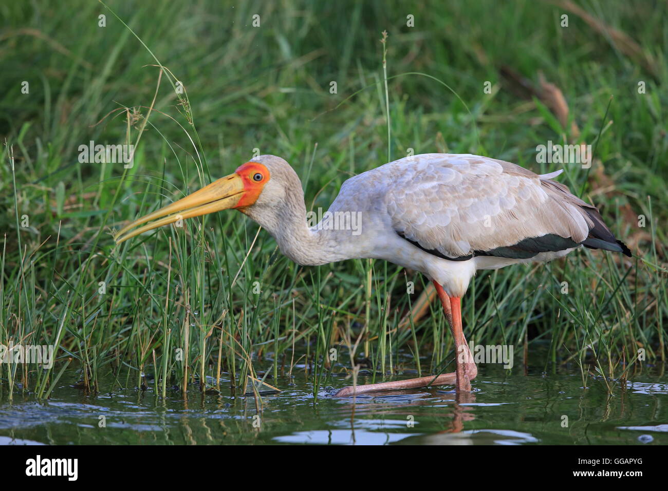 Yellow-billed stork (Mycteria ibis) in Queen Elizabeth National Park, Uganda Stock Photo