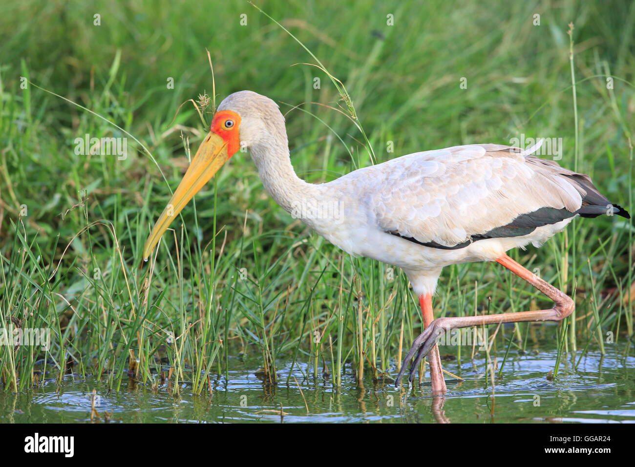 Yellow-billed stork (Mycteria ibis) in Queen Elizabeth National Park, Uganda Stock Photo