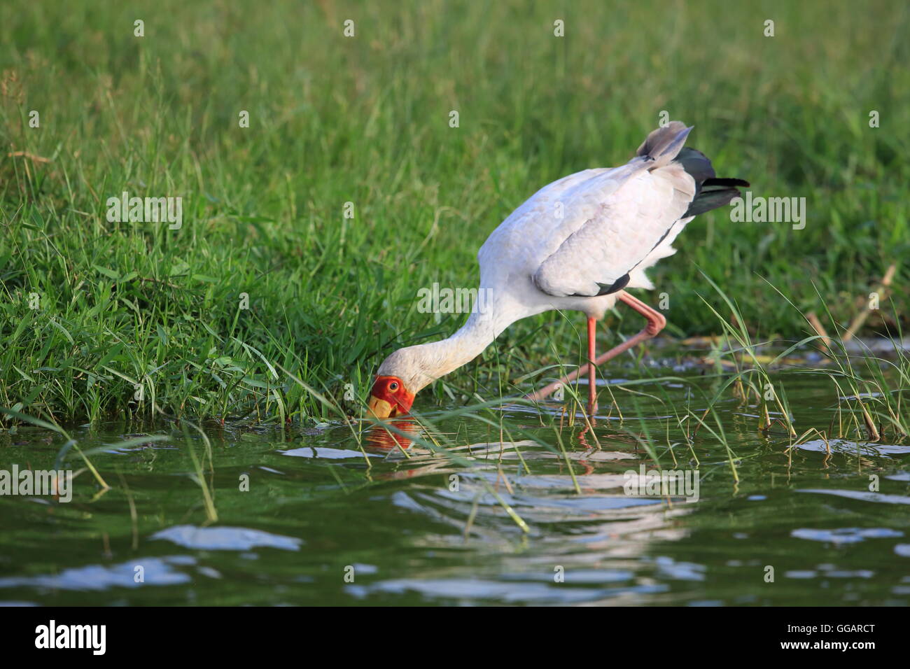 Yellow-billed stork (Mycteria ibis) in Queen Elizabeth National Park, Uganda Stock Photo
