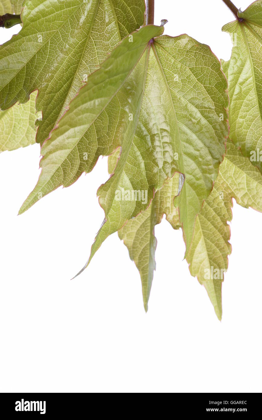 Green ivy leaves isolated on white background Stock Photo - Alamy