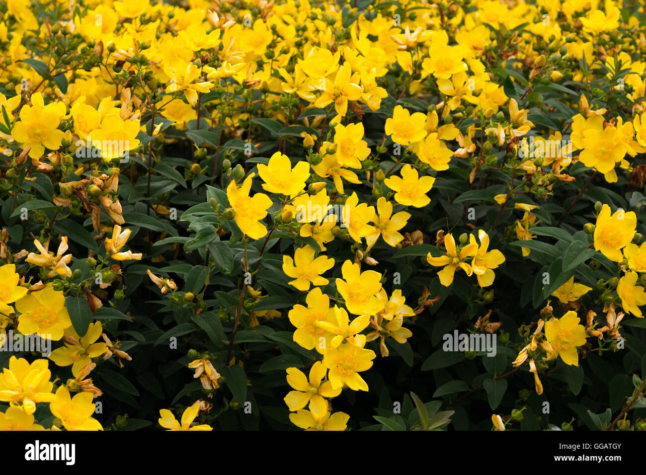 Small yellow flowers bush Stock Photo Alamy