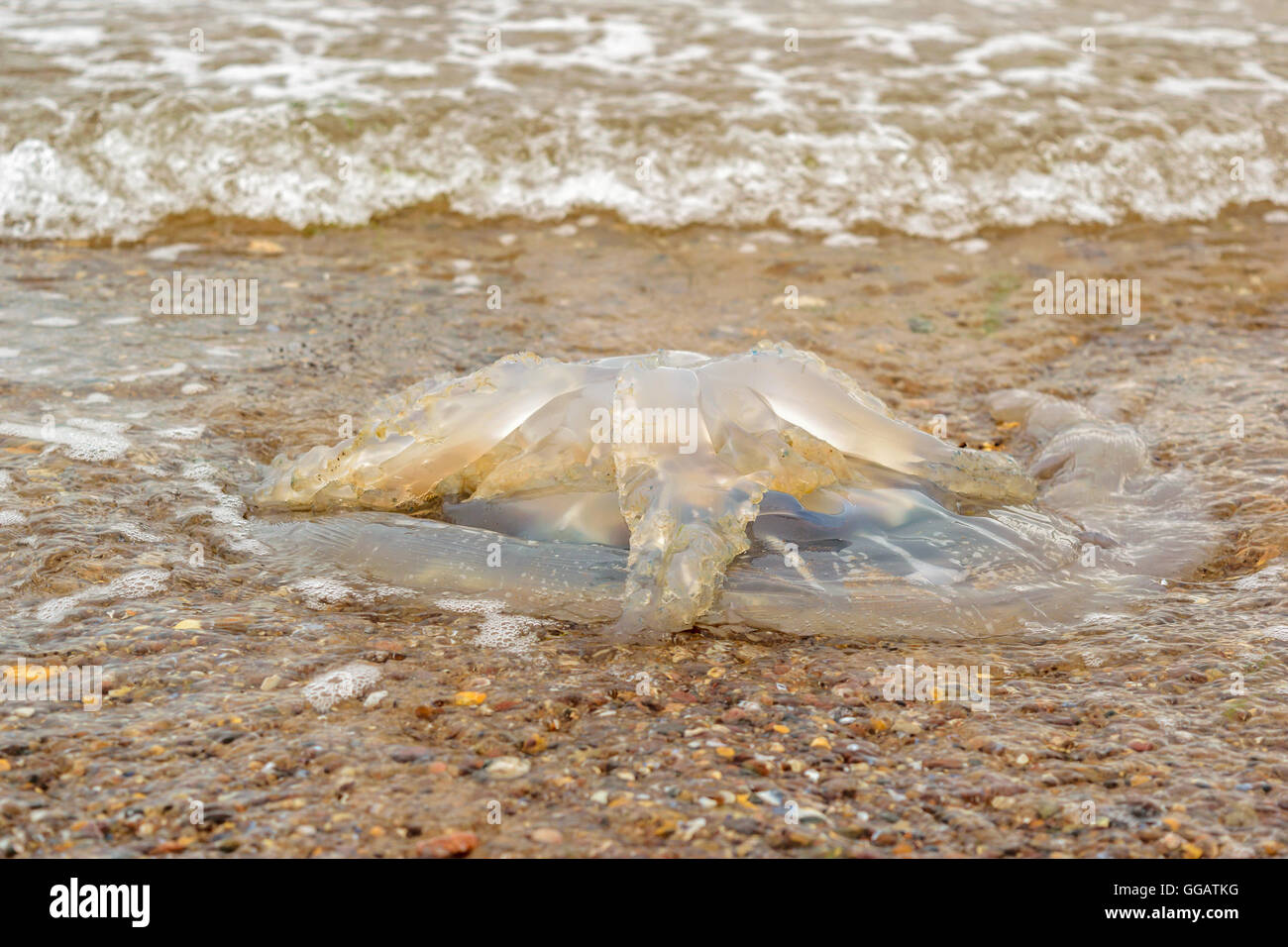 Big jellyfish dead at shore Stock Photo Alamy