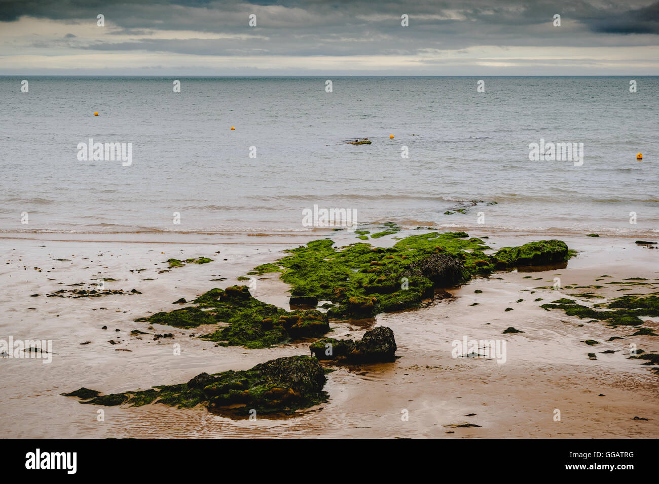 Dawlish beach rocks covered with algae in Devon, UK Stock Photo