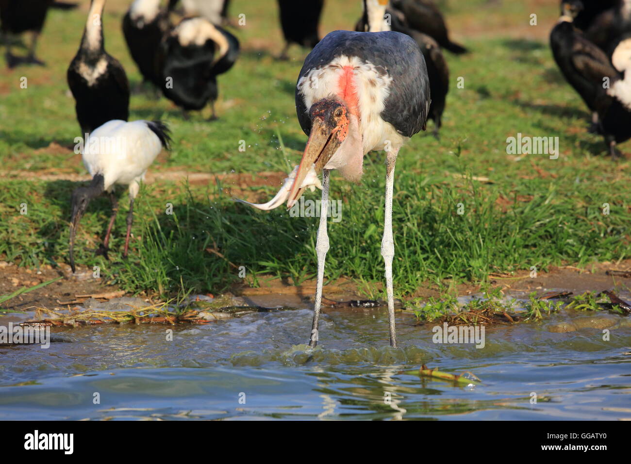Marabou Stork (Leptoptilos crumeniferus) in Lake Victoria, Uganda Stock Photo