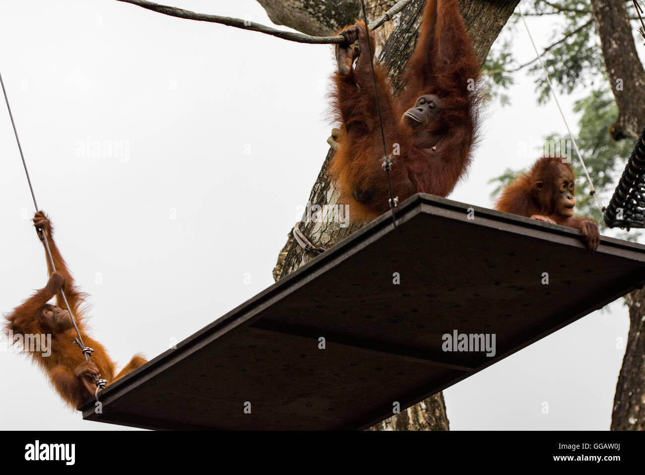 Orang Utans babies exclusively Asian species seen in singapore 2016 Stock Photo