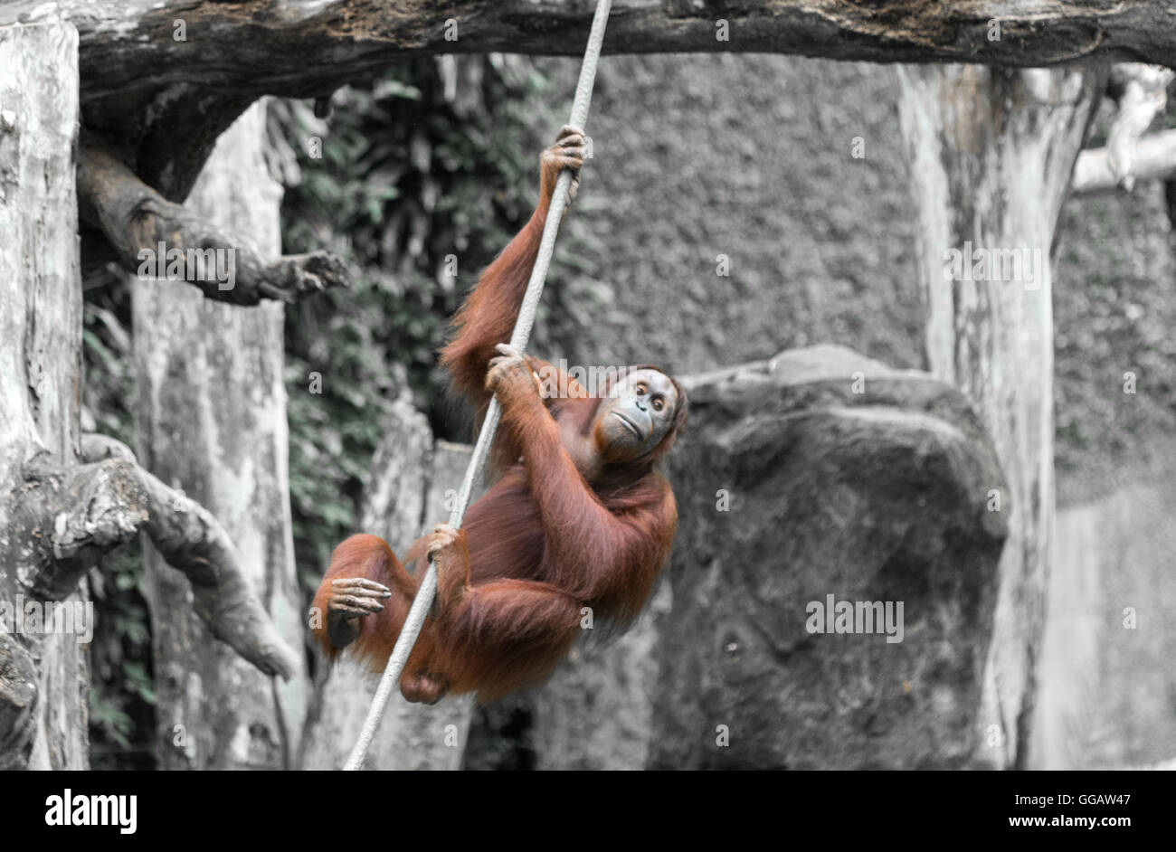 Orang Utans exclusively Asian species seen in singapore 2016 Stock Photo