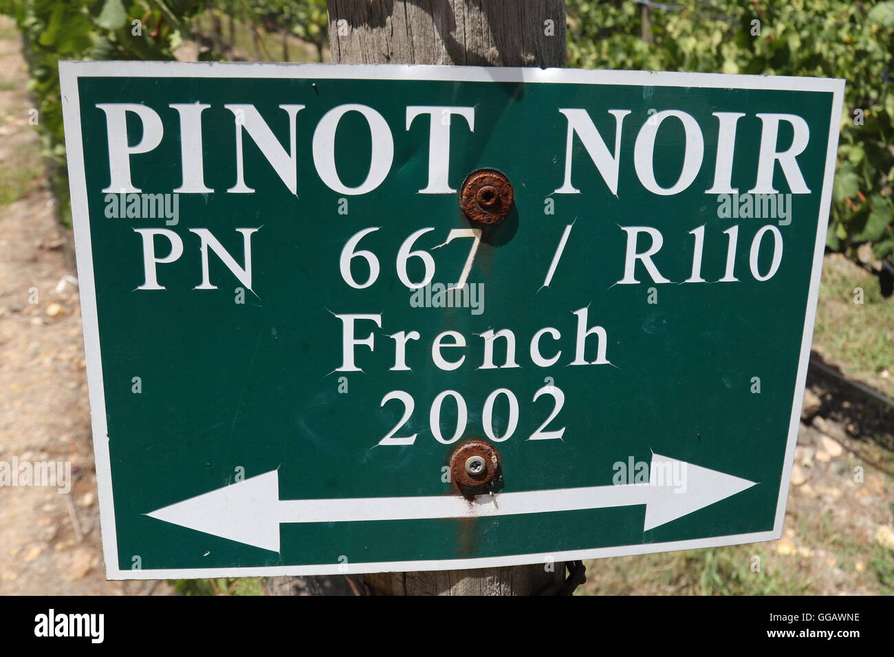 Signpost at the vineyard of Shannon Wines & Vineyards, Elgin Valley, South Africa Stock Photo
