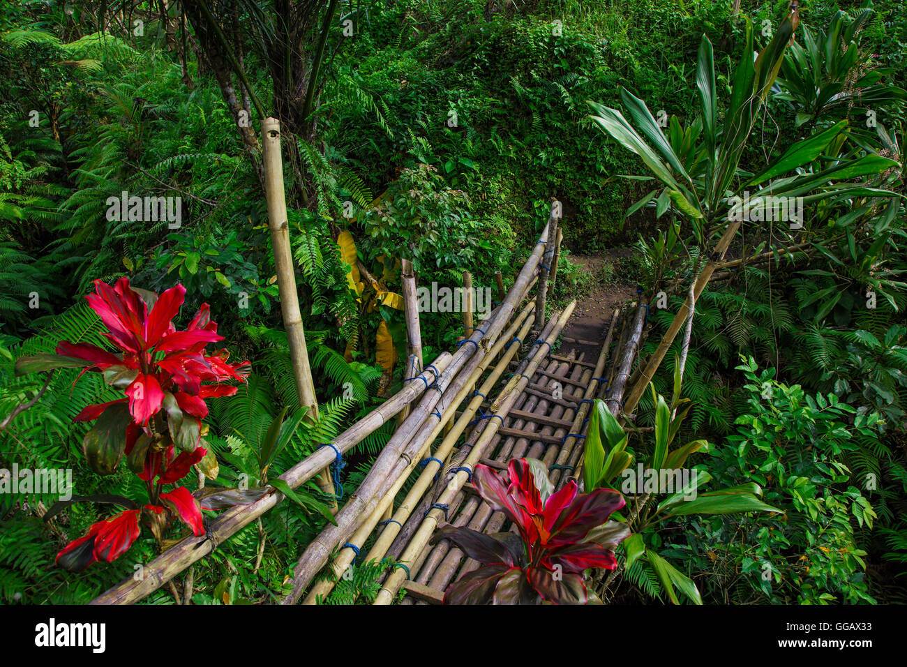 Bridge in Rainforest Stock Photo