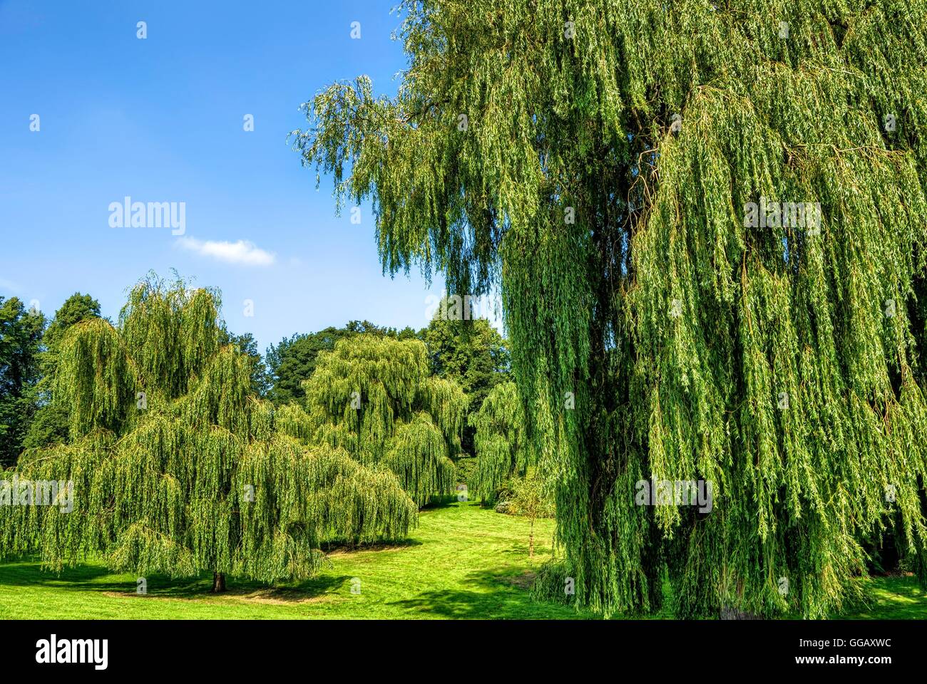 Weeping willow willows trees hi res stock photography and images Alamy