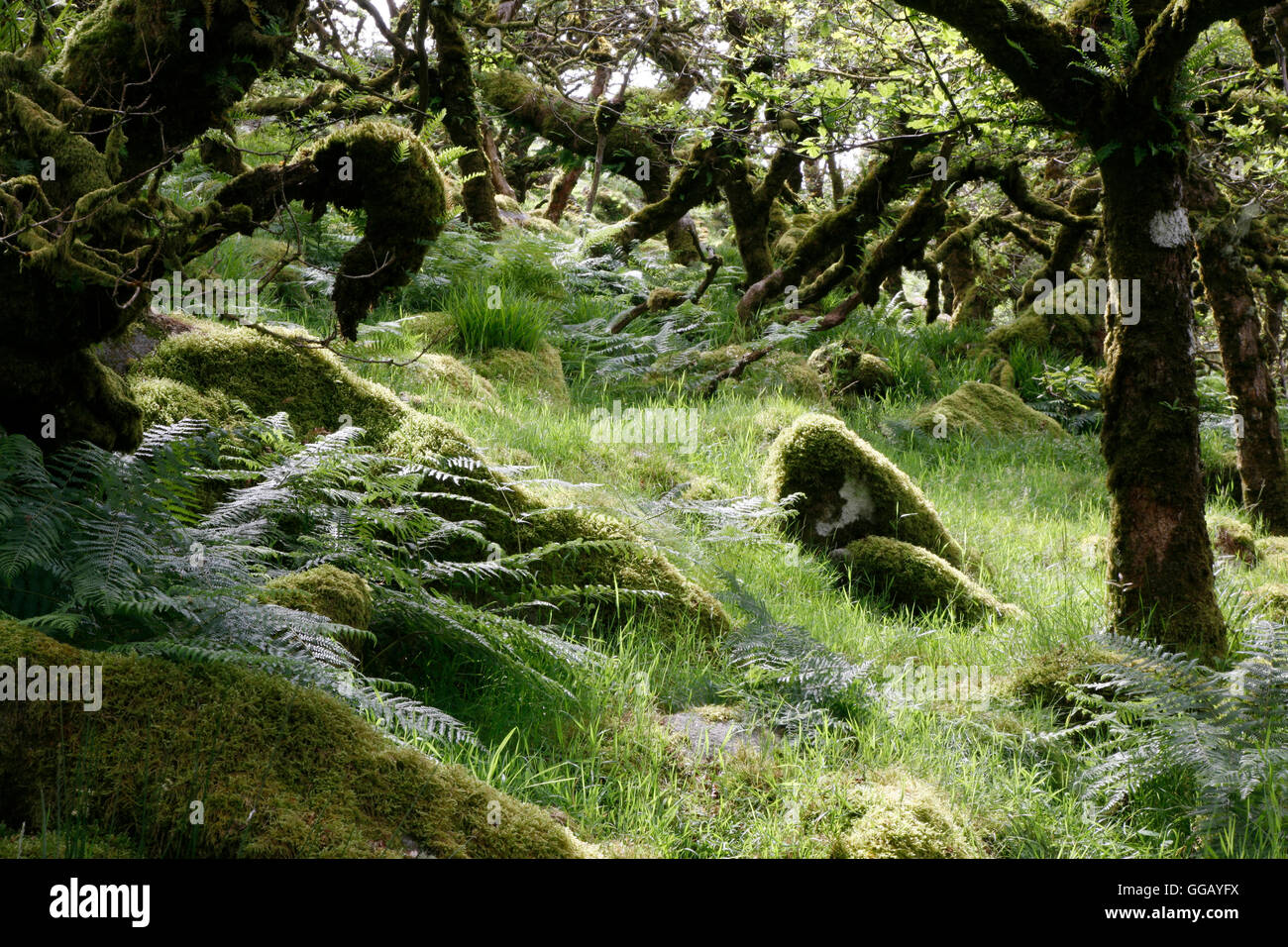 Wistman's Wood on Dartmoor, Devon, England, UK Stock Photo