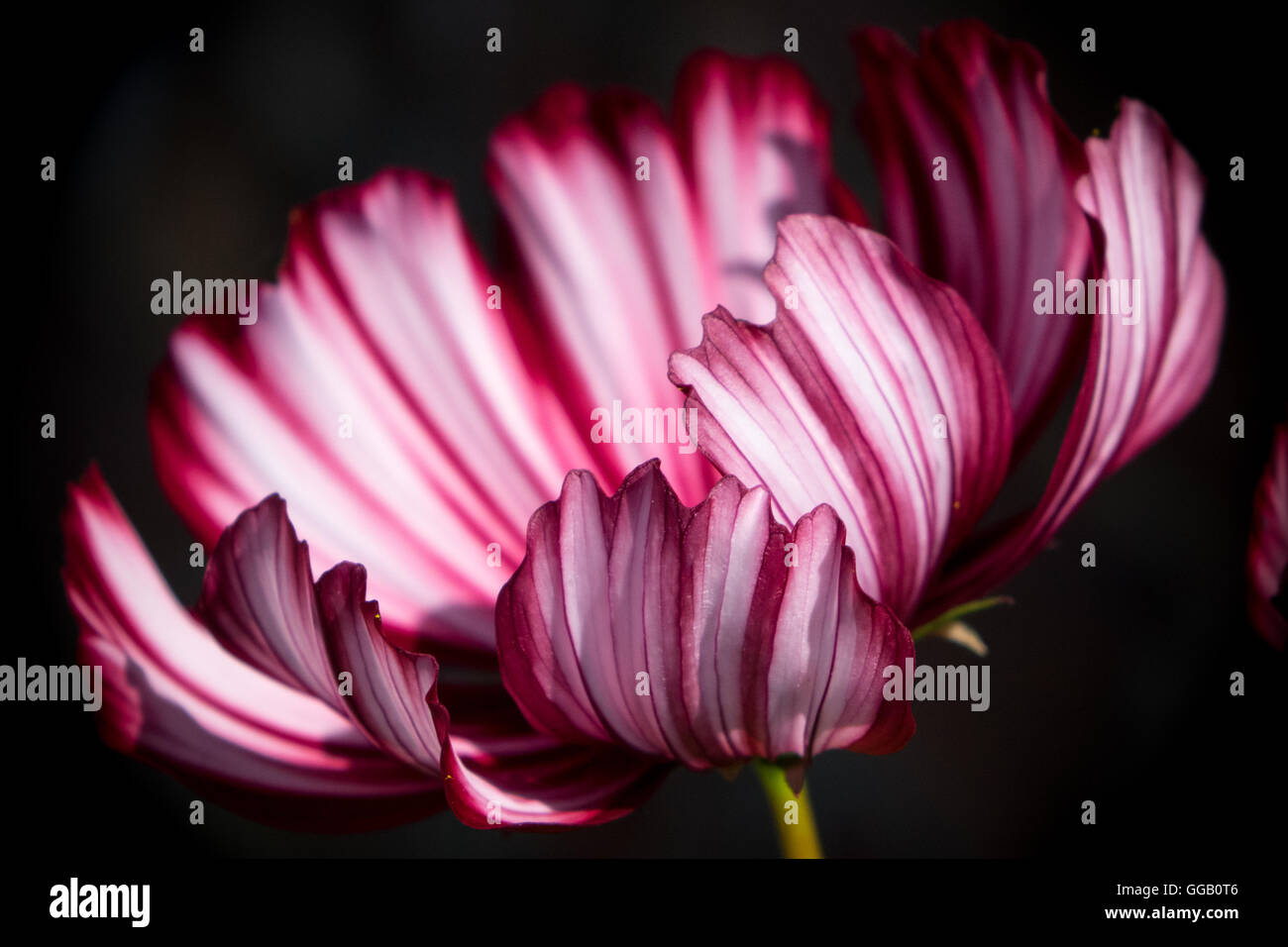 Pink and white striped flower hires stock photography and images Alamy
